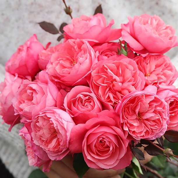 Роза флорибунда Хани Ленгвидж